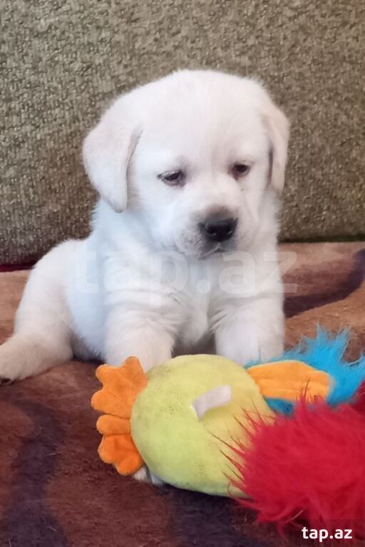 Labrador balaları (22)