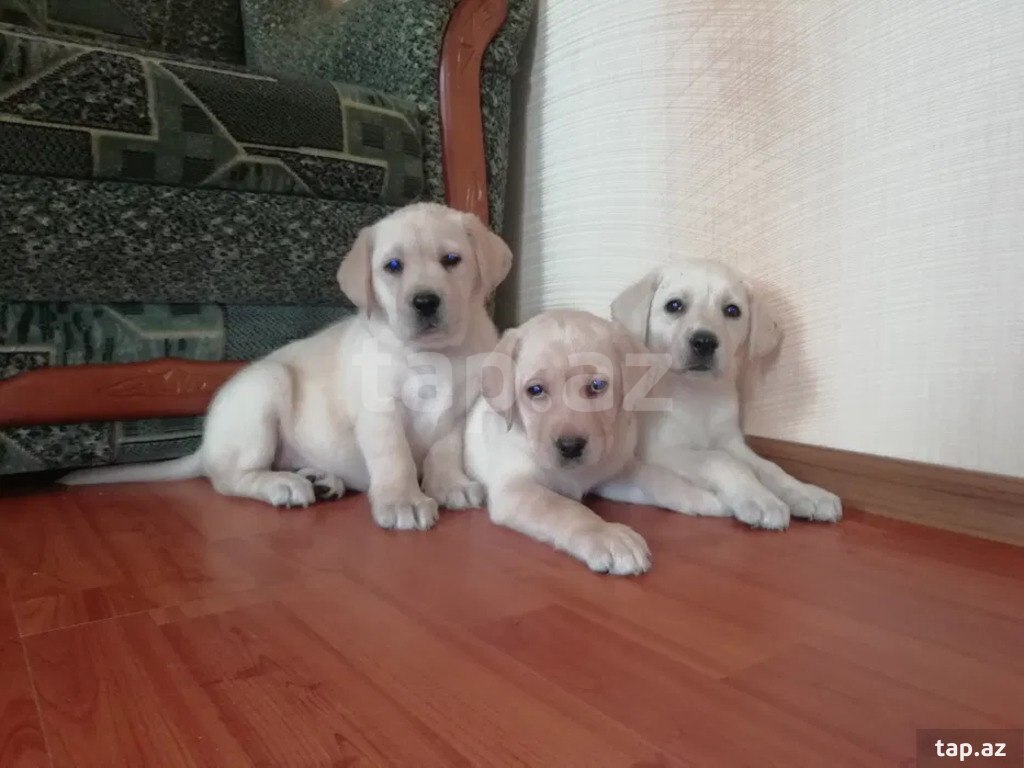 Labrador balaları (8)