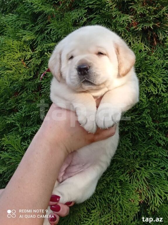 Labrador balaları (18)