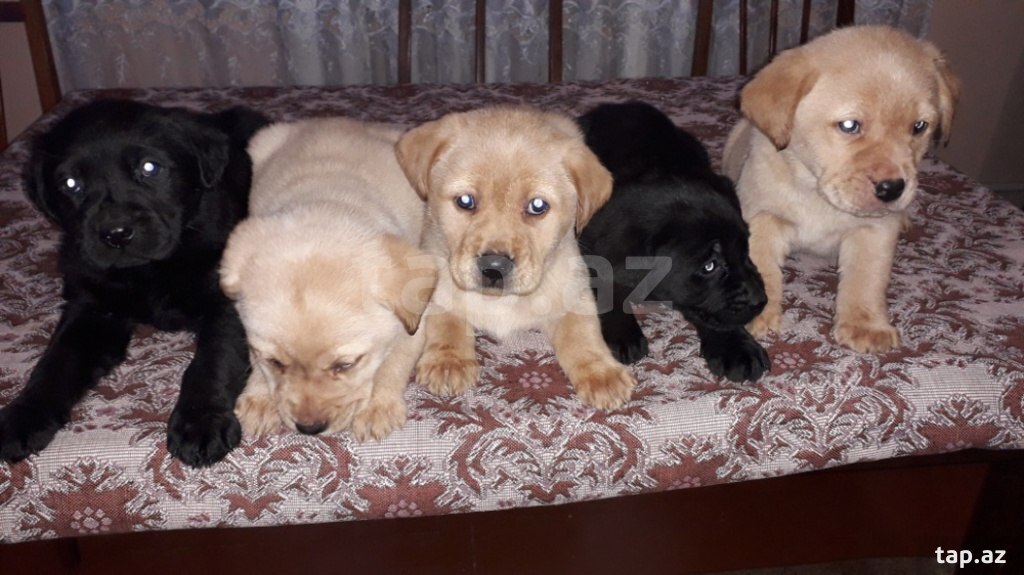 Labrador balaları (13)