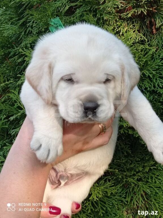 Labrador balaları (20)