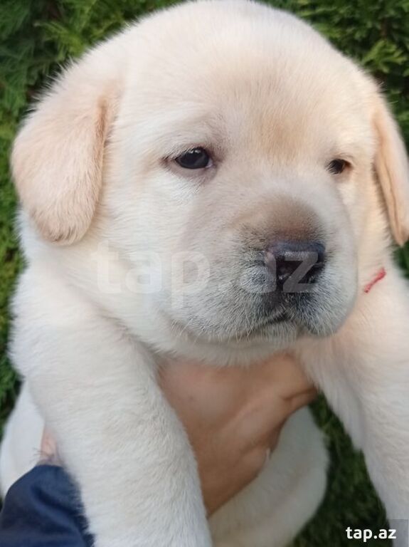 Labrador balaları (16)