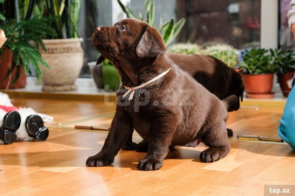 Labrador balaları (11)