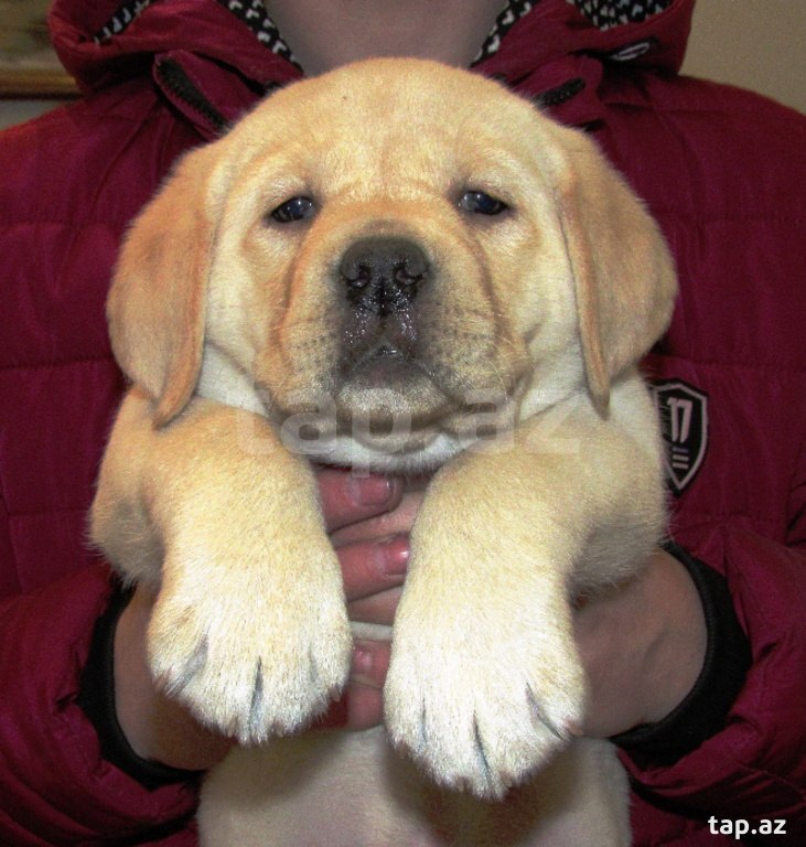 Labrador balaları (12)