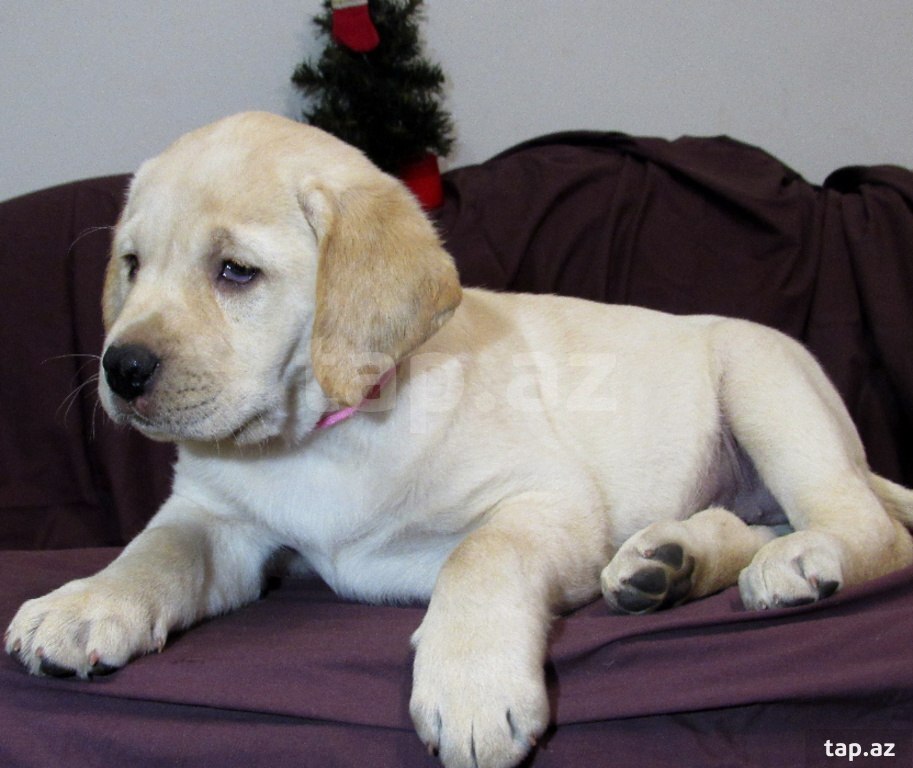 Labrador balaları (10)