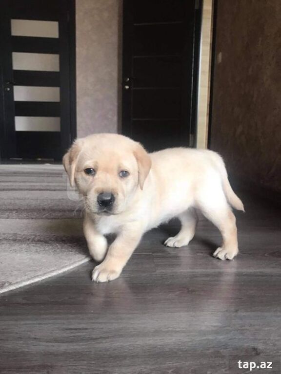 Labrador balaları (19)