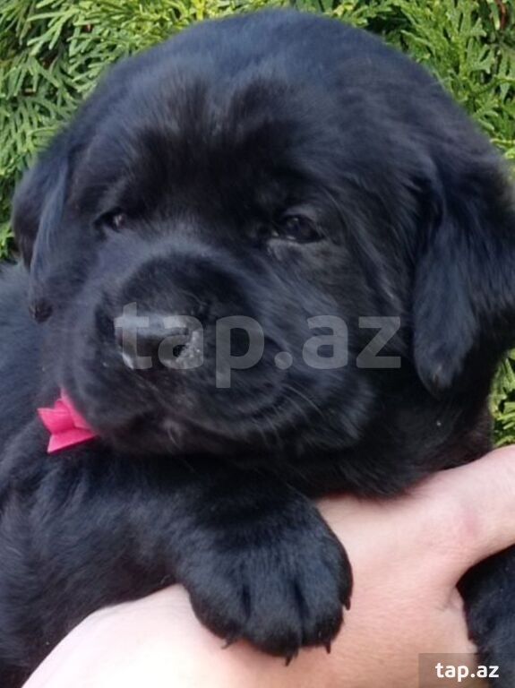 Labrador balaları (15)