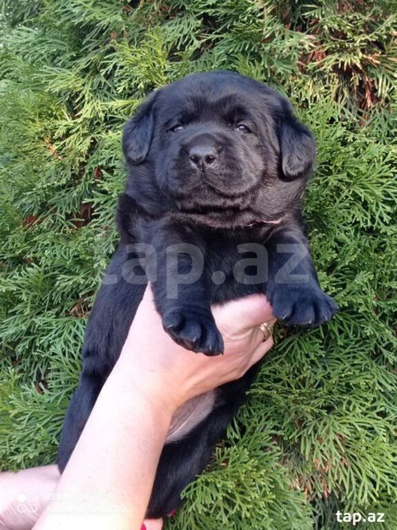 Labrador balaları (17)