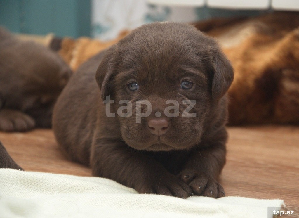 Labrador balaları (14)