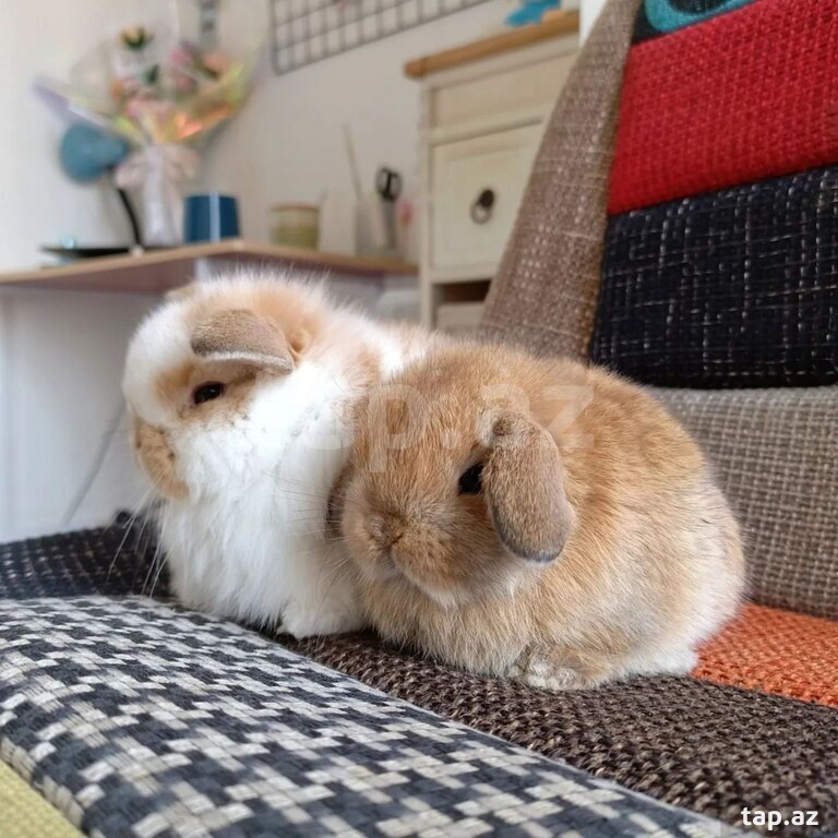 Mini Lop dovşanı (24)