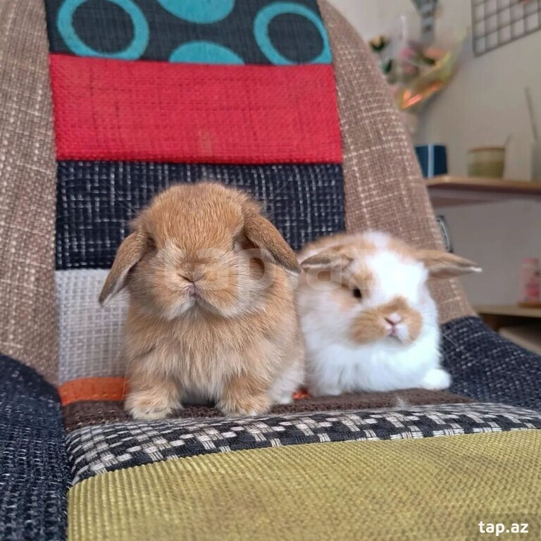 Mini Lop dovşanı (25)