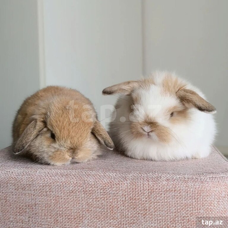 Mini Lop dovşanı (8)