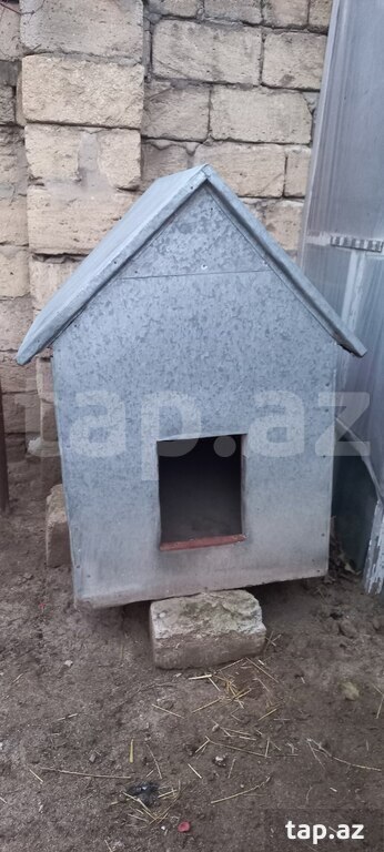 İt yuvası (2)