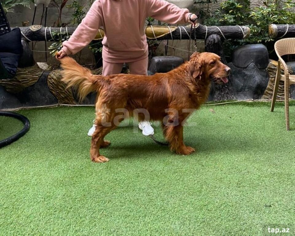 Qızılı Retriver balaları (10)