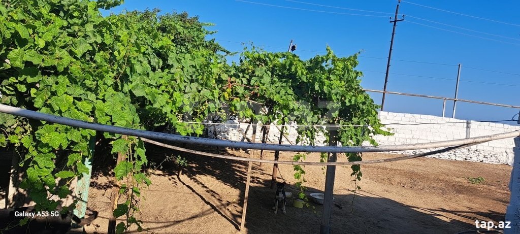 Torpaq satılır, Sabunçu qəs., Bakı