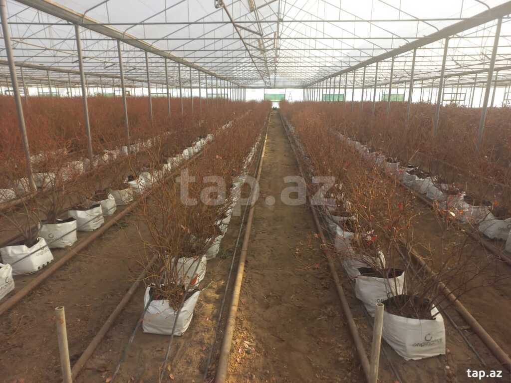 700 sot torpaq sahəsi, Siyəzən r.