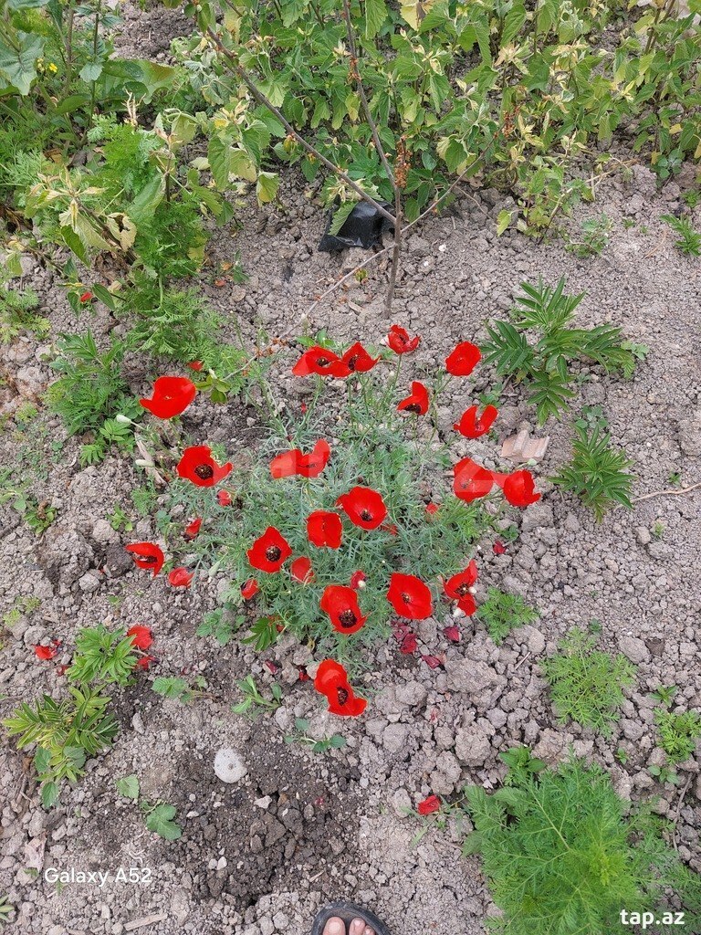 14 sot torpaq sahəsi, Nabran r.
