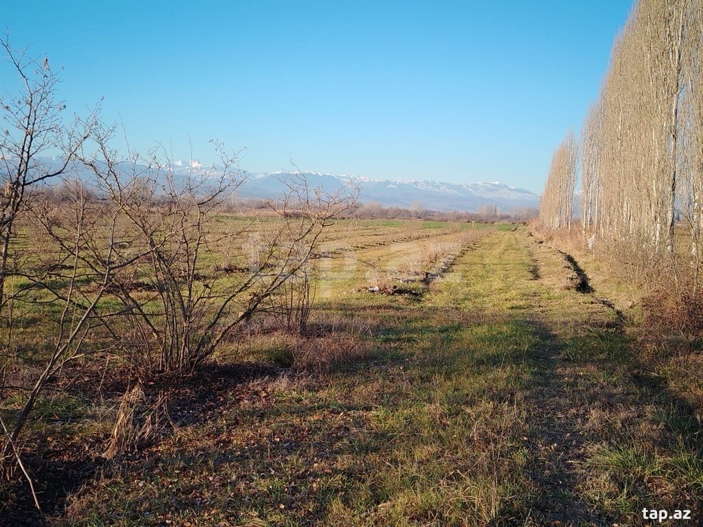 264 sot torpaq sahəsi, Xaçmaz r. (3)