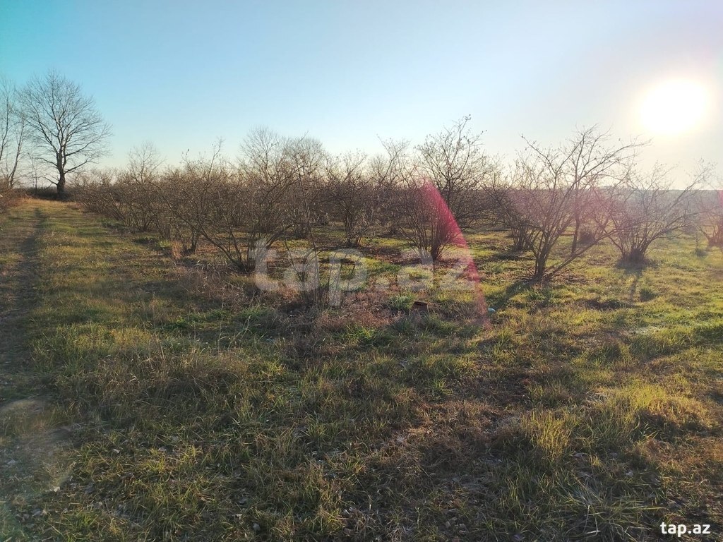 264 sot torpaq sahəsi, Xaçmaz r. (2)