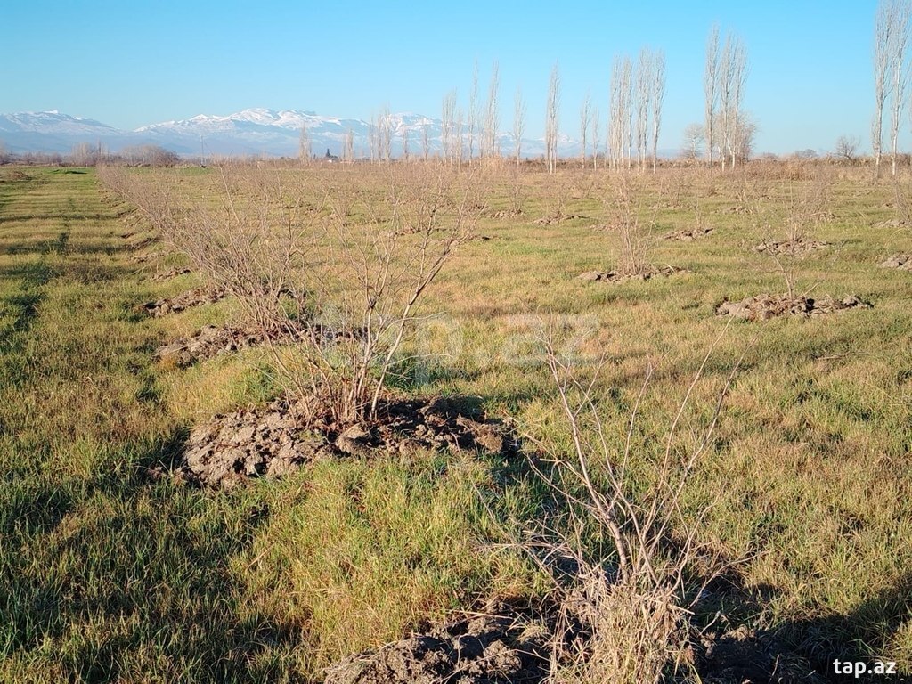 264 sot torpaq sahəsi, Xaçmaz r. (4)