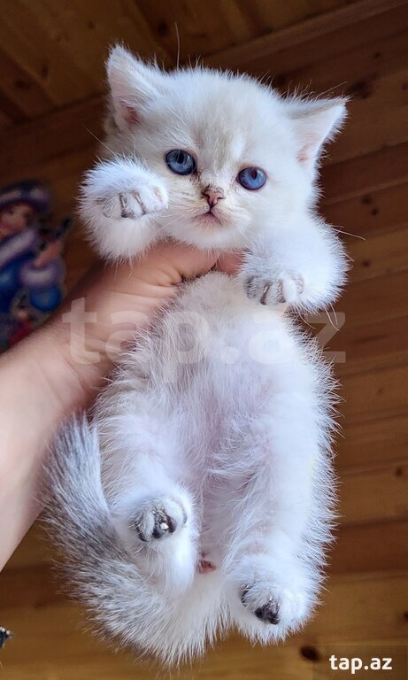 Серебристая Шиншилла  (10)