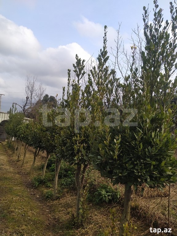 Ağaclar (7)