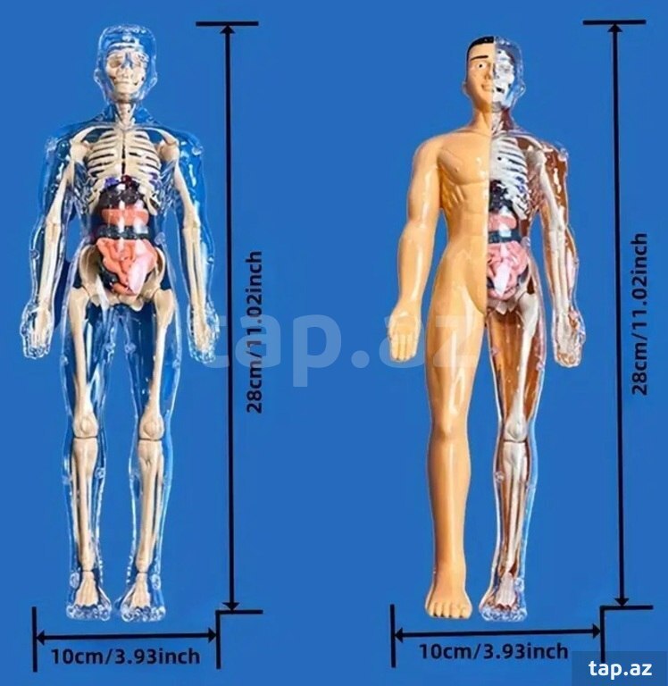 İnsan anatomiyası modeli