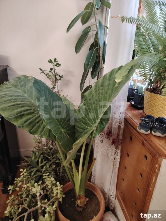 Dibçək
