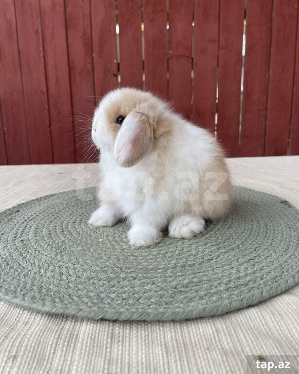 Mini Lop dovşanı (26)