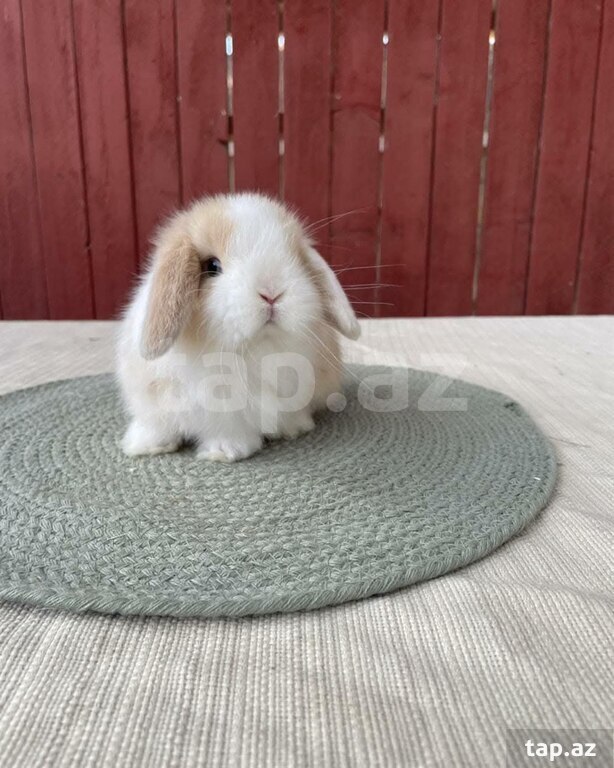 Mini Lop dovşanı