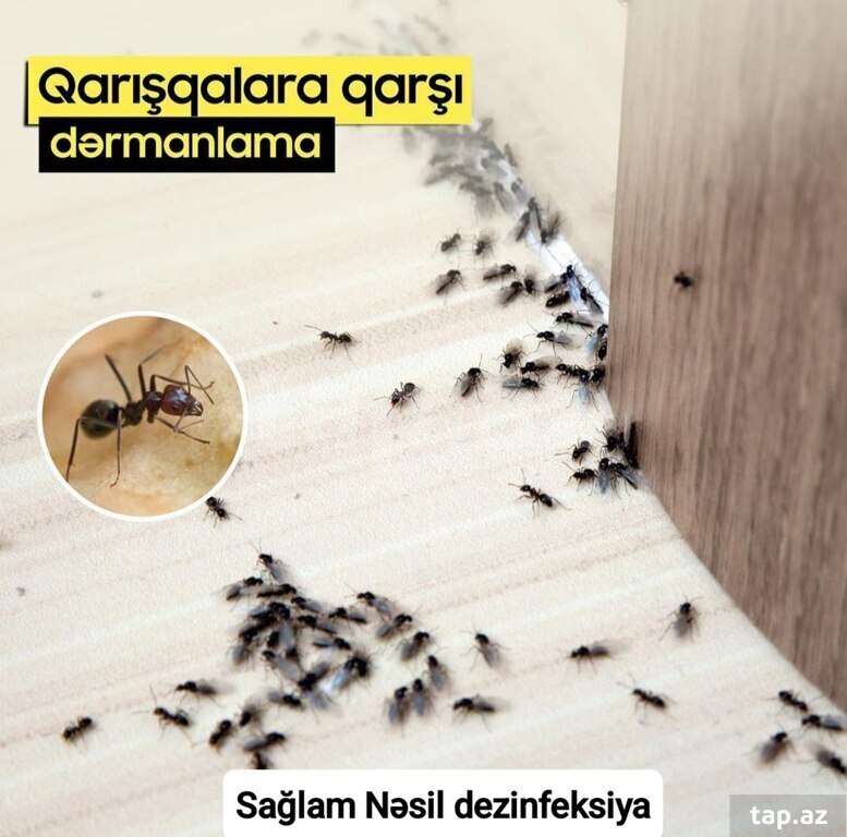 Dezinfeksiya xidməti (15)