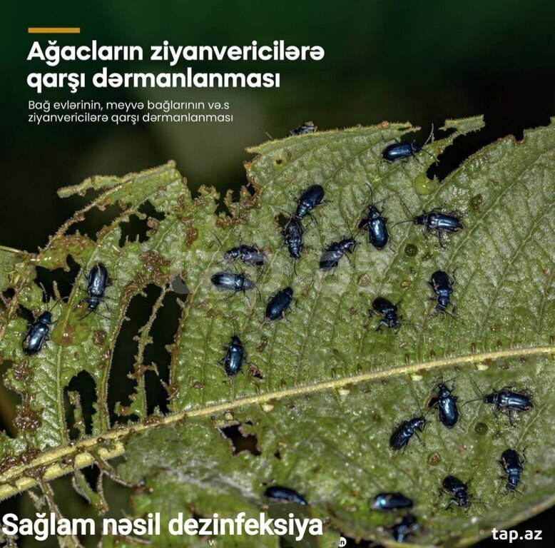 Dezinfeksiya xidməti (14)