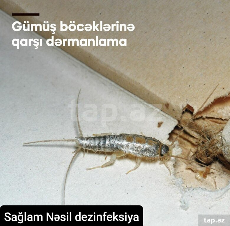 Dezinfeksiya xidməti (17)