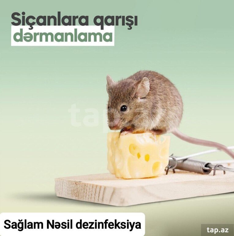 Dezinfeksiya xidməti (18)