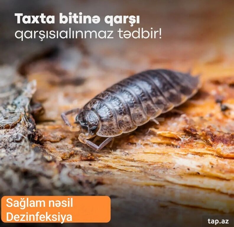 Dezinfeksiya xidməti (19)