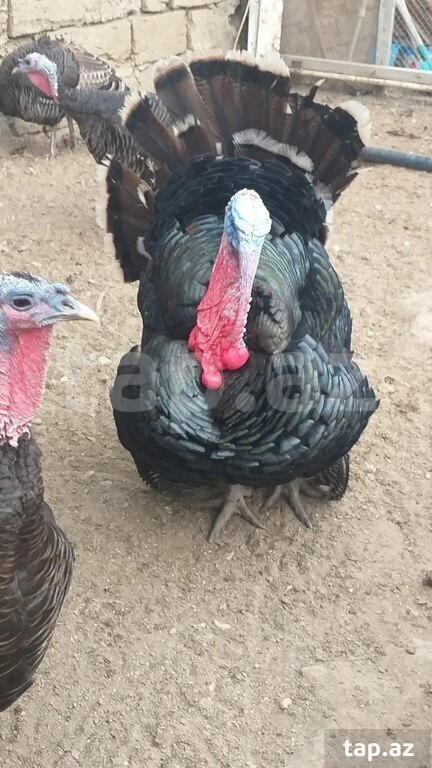Mayalı hinduşka yumurtası