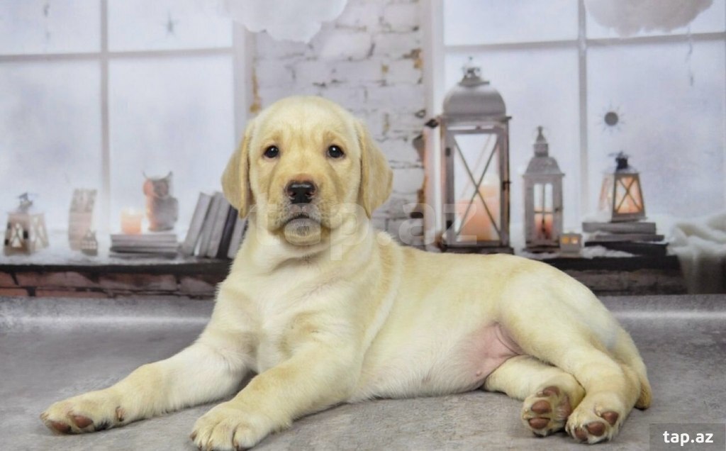 Labrador balaları (6)