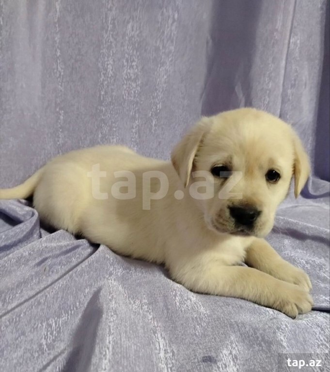 Labrador balaları (24)