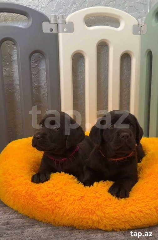 Labrador balaları (30)