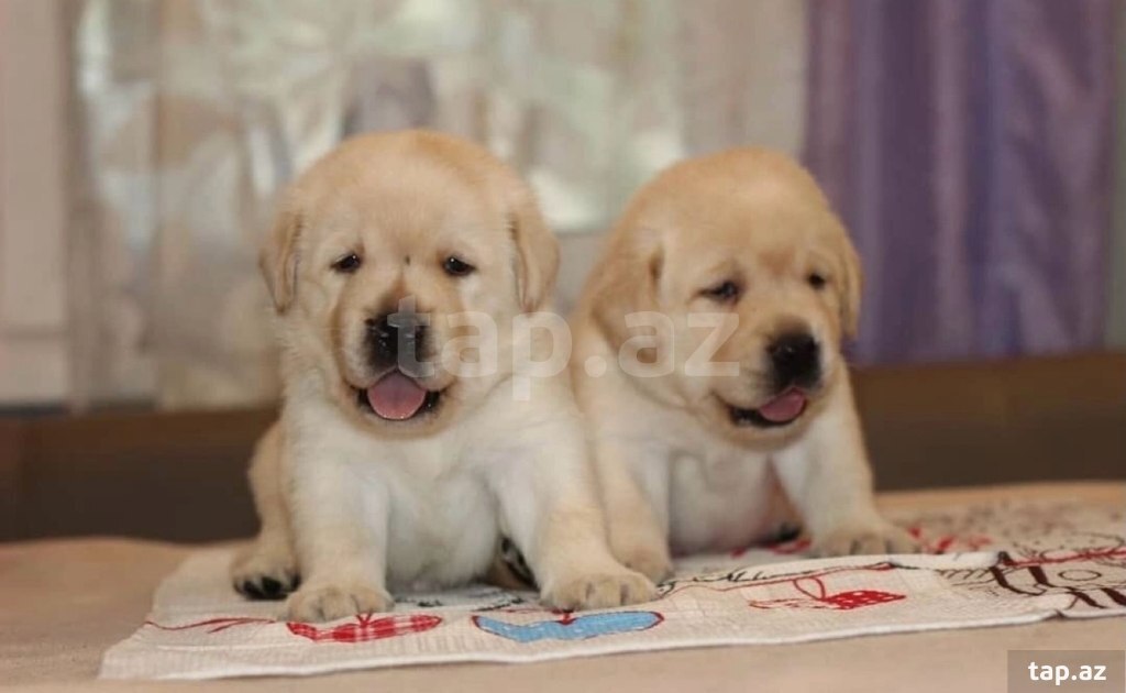 Labrador balaları (2)