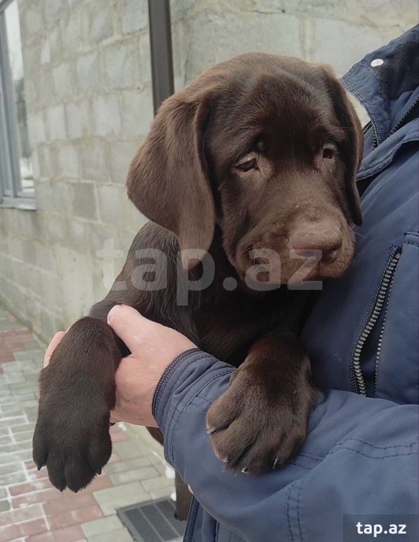 Labrador balaları (27)