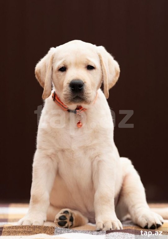 Labrador balaları (29)