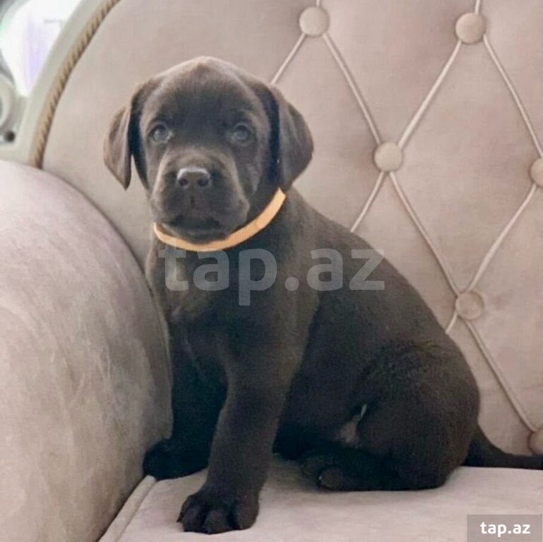 Labrador balaları (23)