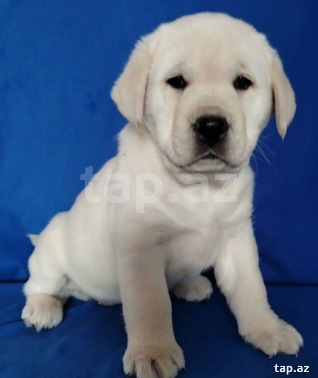 Labrador balaları