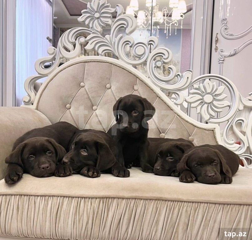 Labrador balaları (26)