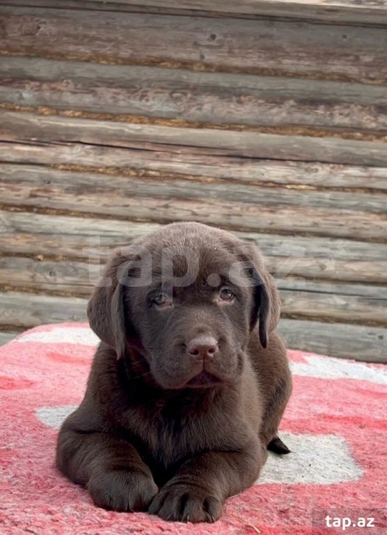 Labrador balaları (28)