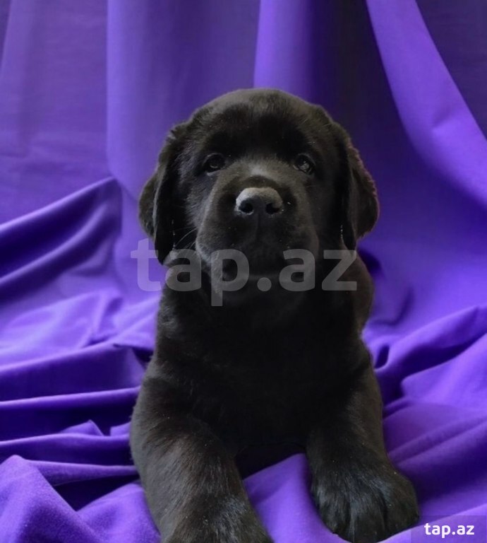 Labrador balaları (9)