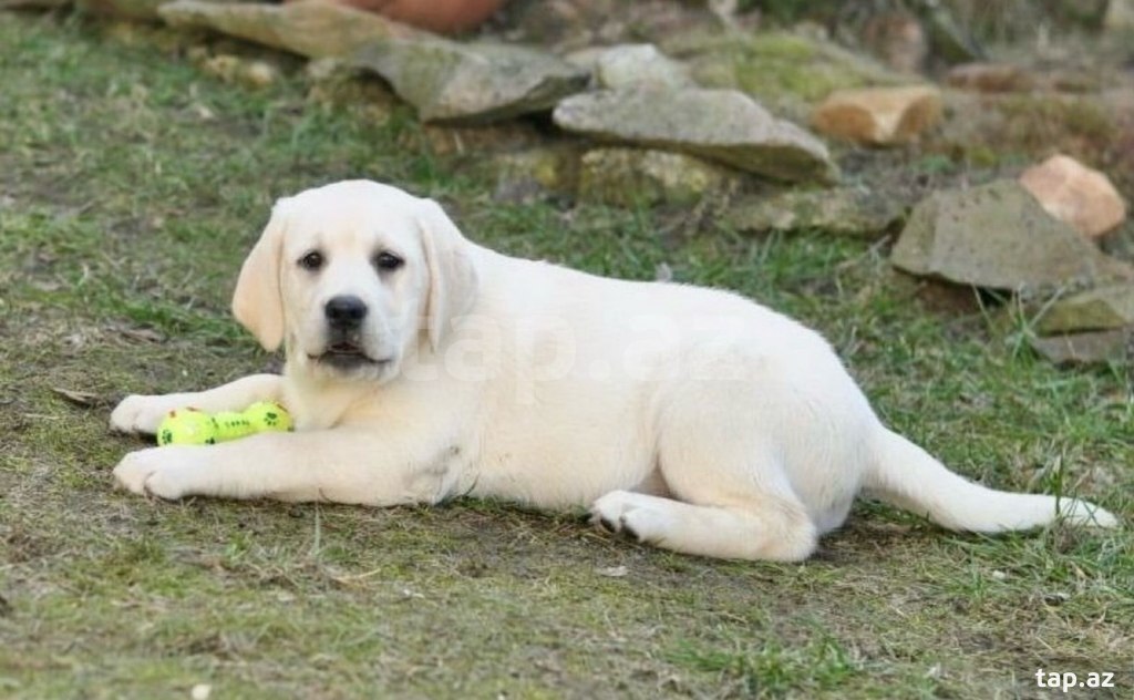 Labrador balaları (31)