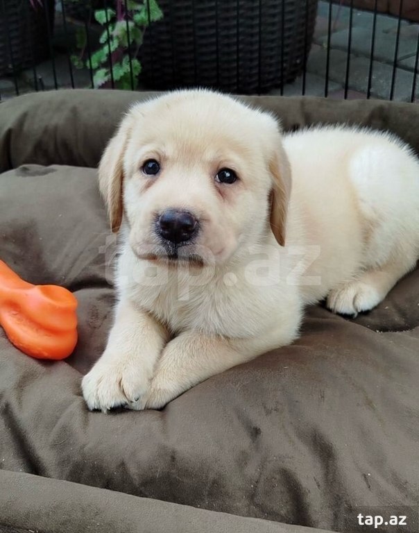 Labrador balaları (32)