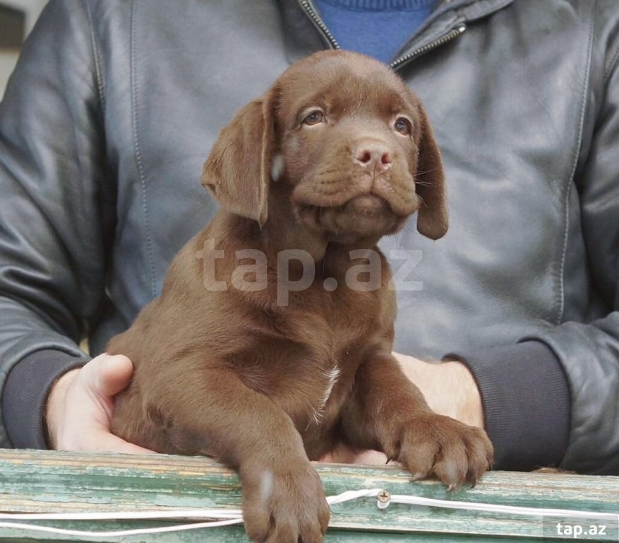 Labrador balaları (3)
